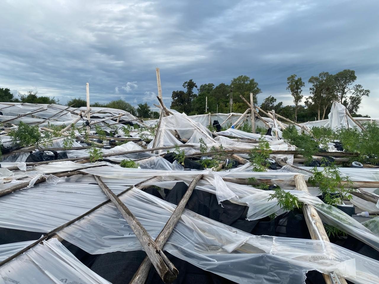 The morning after — what the wind left behind.
