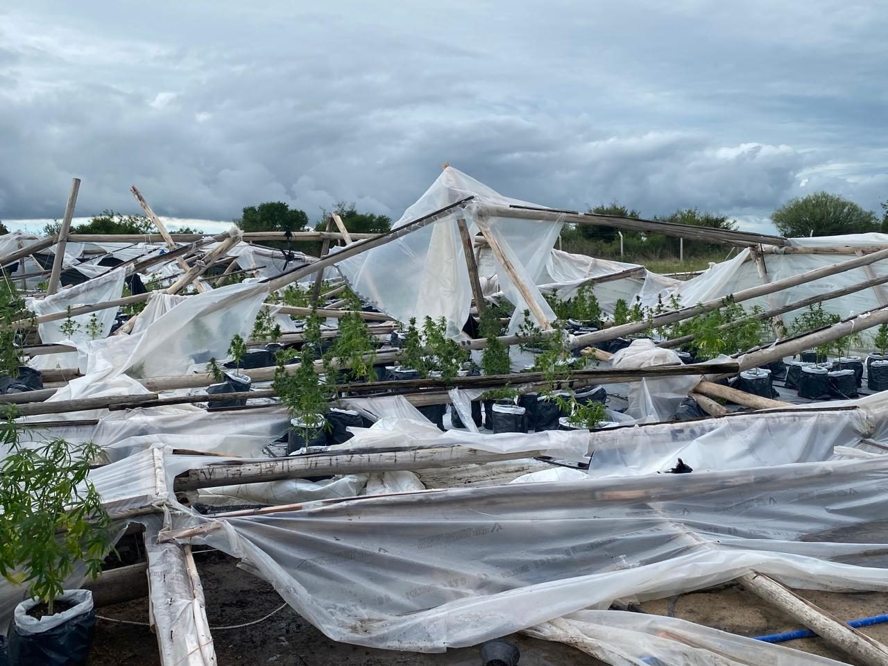Then the storm came. A tornado flattened the greenhouse overnight.